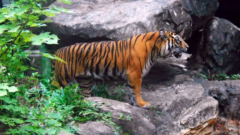 ueno zoo tiger 768x432