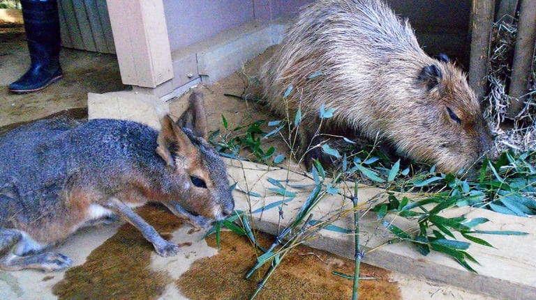 Aqua Museum Inside zoo Capybara and Mara 768x432