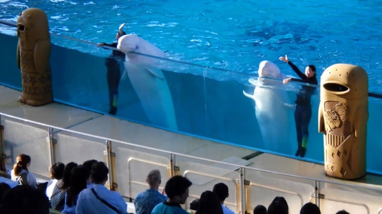 Aqua Museum stadium Trainers and white whales 768x432