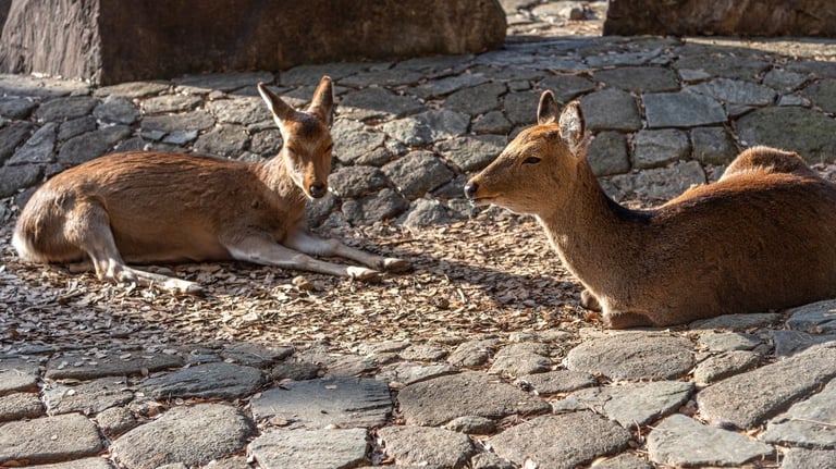 deer on cobblestone 768x432