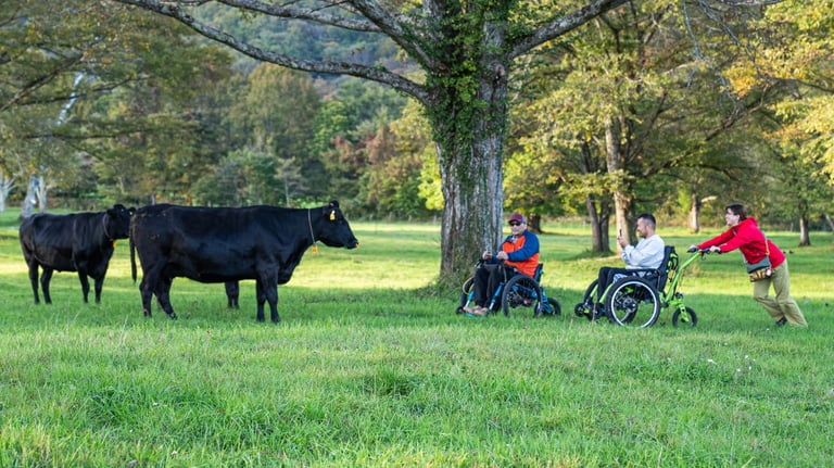 Togakushi cows 768x432
