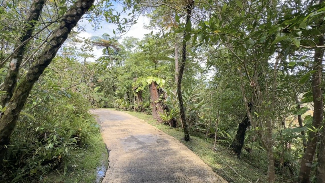 A paved pathway winding through dense, tropical greenery with trees and ferns on both sides.