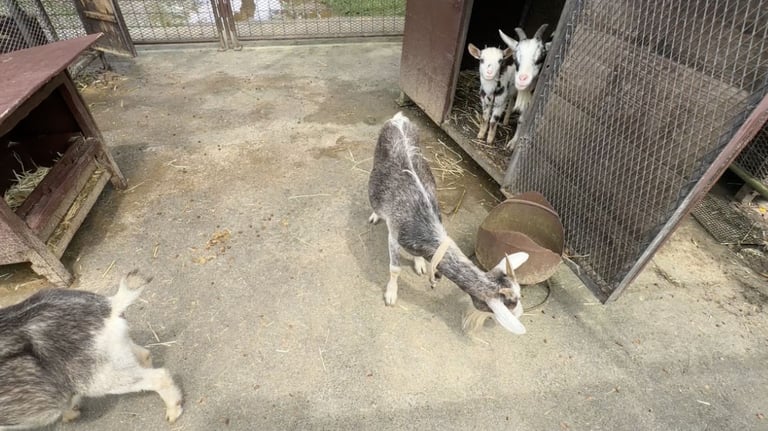 bios no oka petting zoo goats 768x432