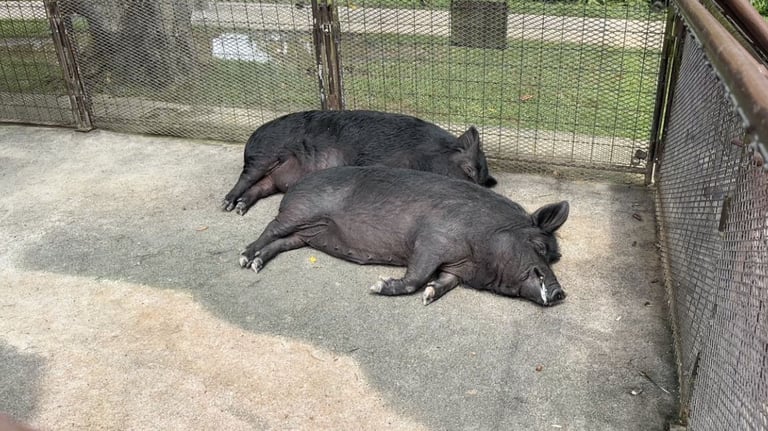bios no oka petting zoo pigs 768x432