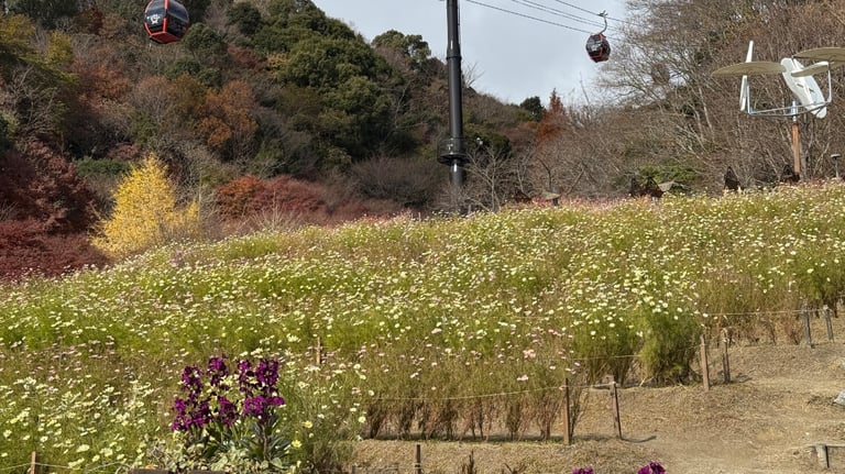 A field of blooming flowers near the end of the pathe to the middle ropeway station. A field of blooming flowers near the end of the pathe to the middle ropeway station.