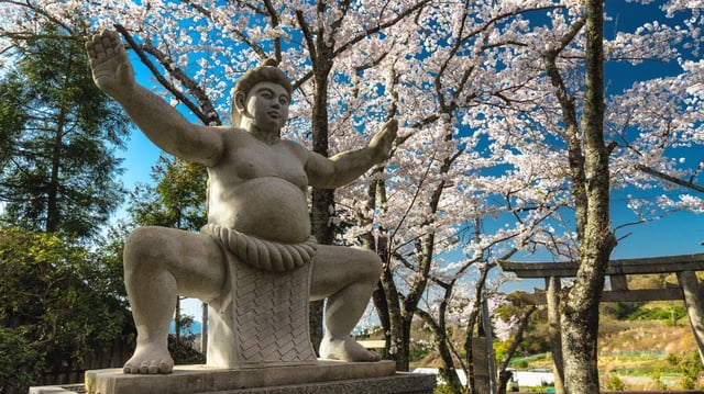 A stone statue of a sumo wrestler in a traditional pose, standing amidst blooming cherry blossom trees. The statue is detailed, showing the wrestler wearing a mawashi (sumo belt) and adopting a stance of readiness. The background features a clear blue sky, torii gates, and lush greenery, creating a serene and traditional Japanese atmosphere.