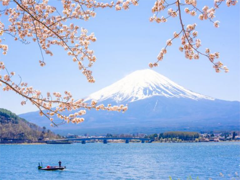 fuji kawaguchiko sakura 768x577