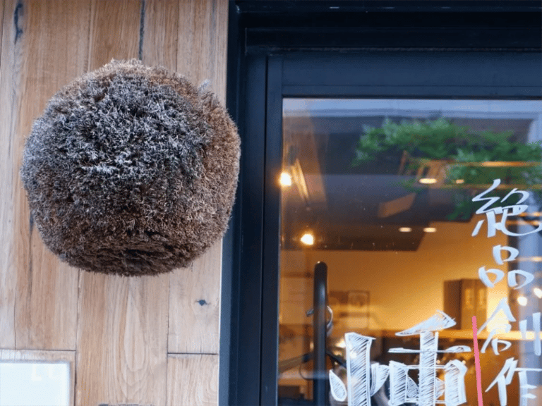 accessible kyoto sake tour sugidama cedar ball at bar entrance 768x576