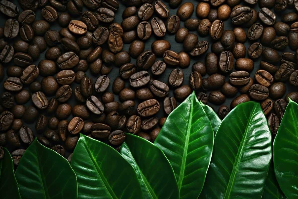 chicchi di caffe