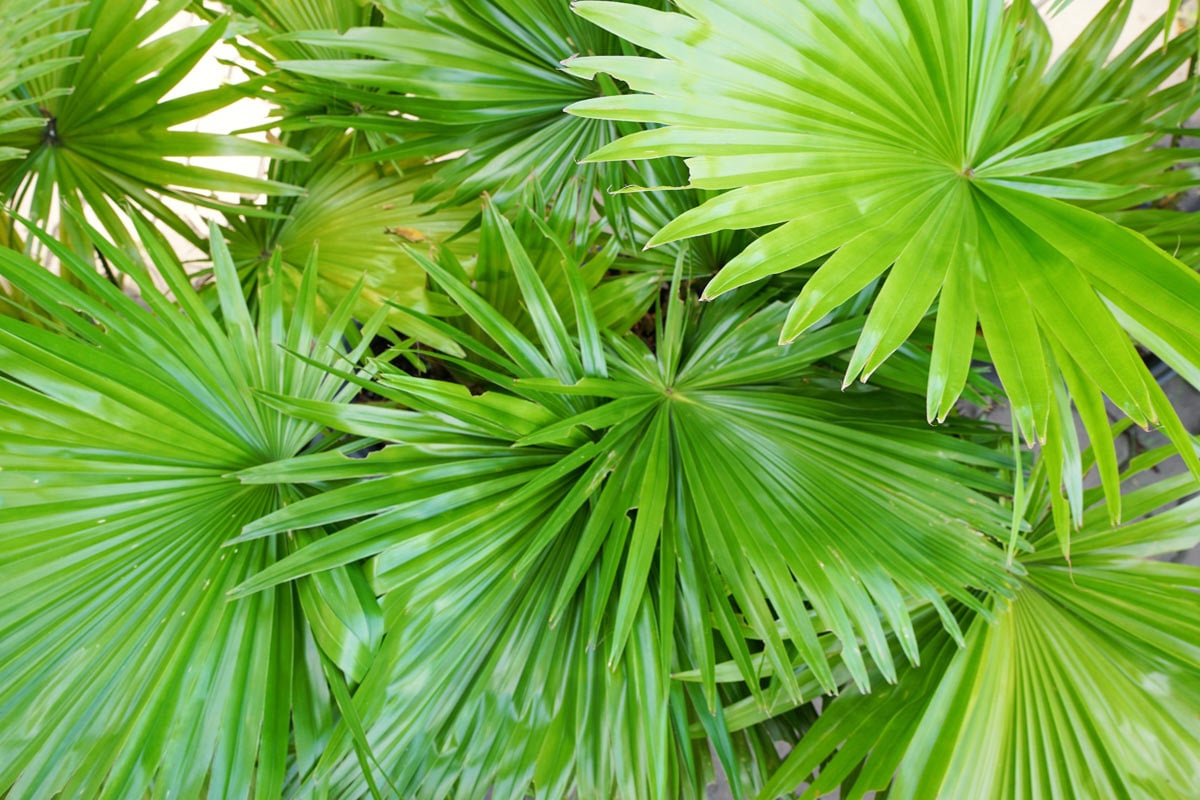 serenoa repens