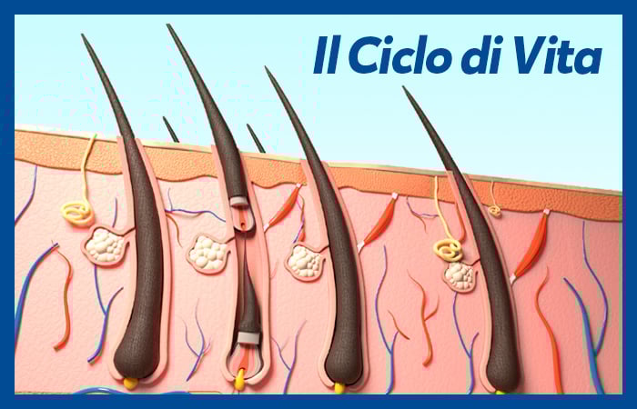 AnteprimeCicloVita