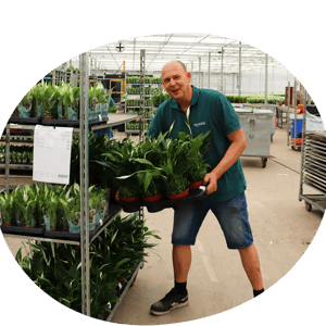 Gert-Jan - Teamleider afleverklaar maken Spathiphyllum