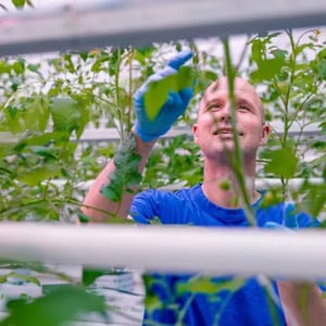 Danny · Cultivation expert, Blue Lab