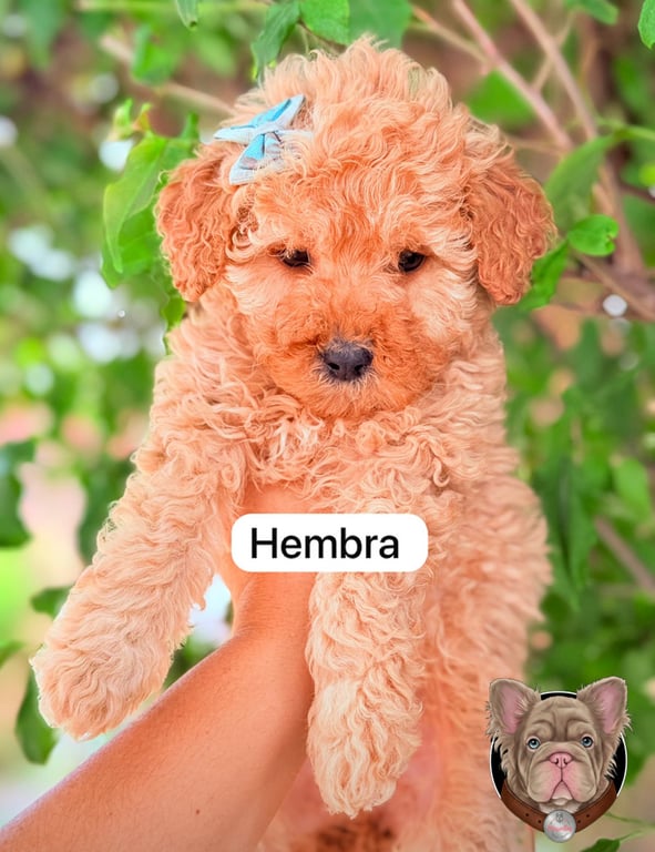 Cachorro Poodle sostenido en brazos al aire libre