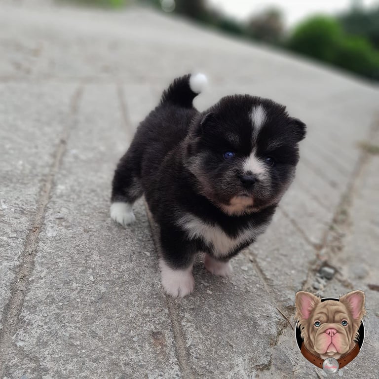 Cachorro Pomsky negro y blanco caminando sobre una acera