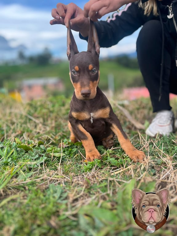 Cachorro Doberman negro y fuego de pie sobre el pasto