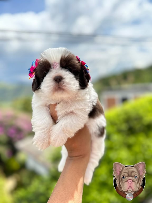 Cachorro Shih Tzu con moños rosados sostenido en brazos con paisaje de fondo