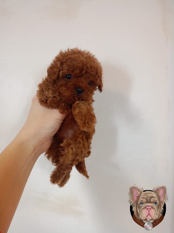 Cachorro Poodle sostenido en brazos sobre fondo neutro