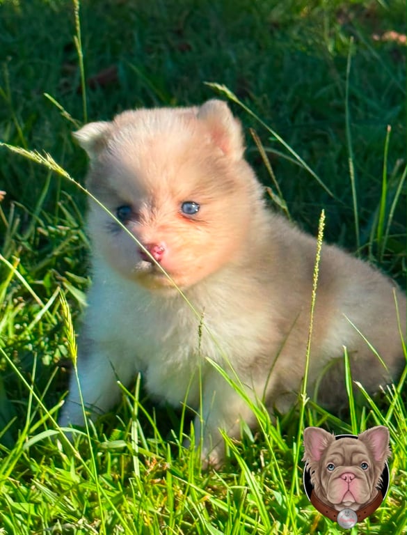 Cachorro Pomsky crema de manto abundante en primer plano entre la hierba