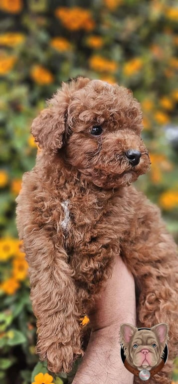 Cachorro Caniche rizado en primer plano junto a girasoles