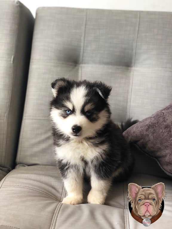 Cachorro Pomsky blanco y negro sentado sobre un sofá gris