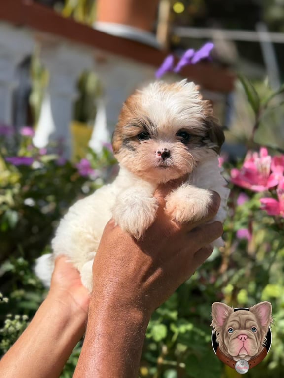 Cachorro Shih Tzu pequeño sostenido en la mano entre flores moradas