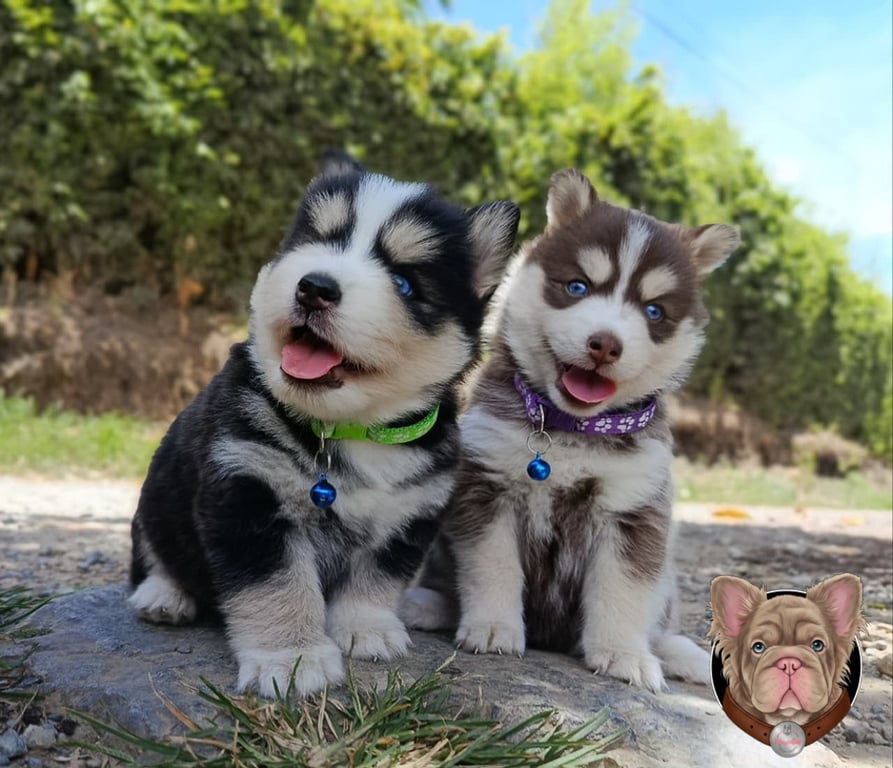 Dos cachorros Pomsky grises sentados juntos al aire libre