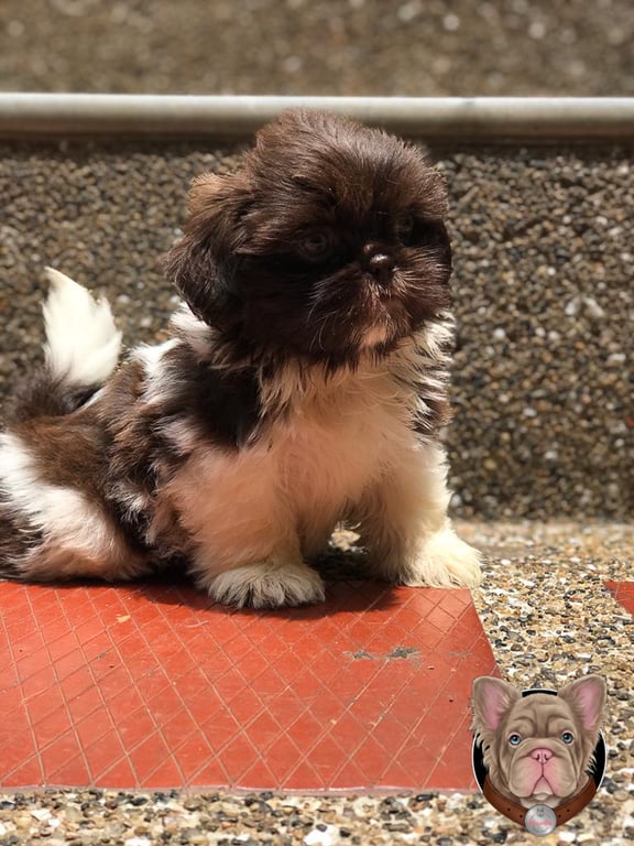 Cachorro Shih Tzu de manto café oscuro de pie sobre suelo de grava