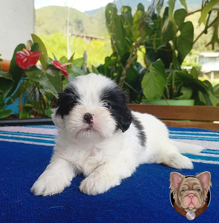Cachorro Shih Tzu blanco y negro recostado sobre una manta azul junto a flores rojas
