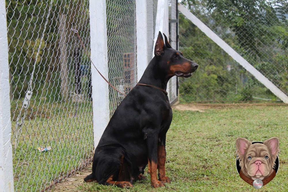 Doberman adulto negro sentado de perfil junto a una cerca