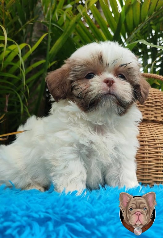 Cachorro Shih Tzu de manto claro y abundante sentado en una cesta de mimbre