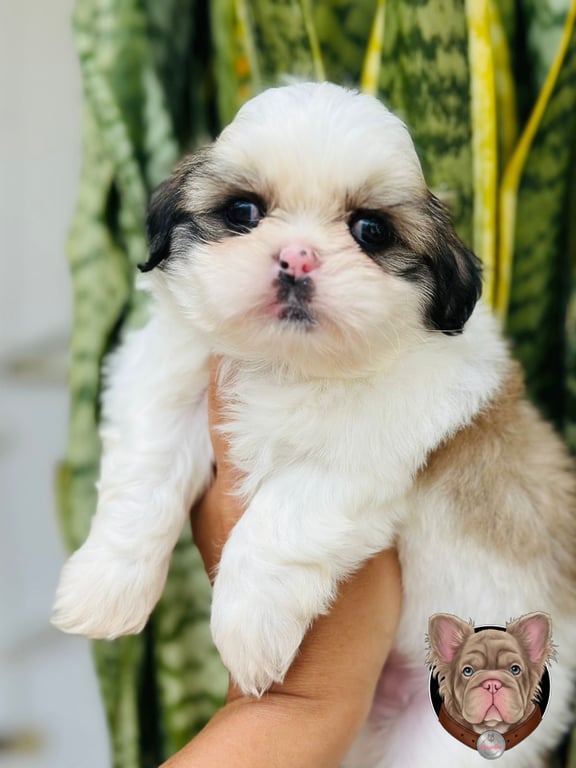 Cachorro Shih Tzu de manto claro y oscuro sostenido en brazos en primer plano