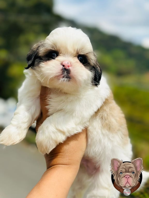Cachorro Shih Tzu de mirada expresiva sostenido en brazos junto a plantas