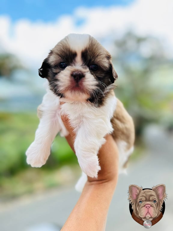Cachorro Shih Tzu de manto claro sostenido en brazos al aire libre