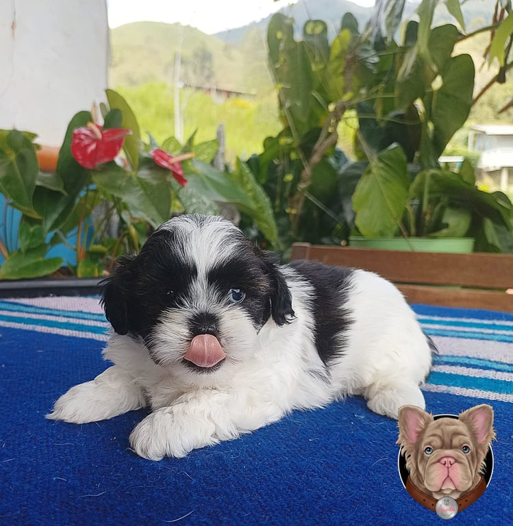 Cachorro Shih Tzu blanco y negro recostado sacando la lengua sobre manta azul