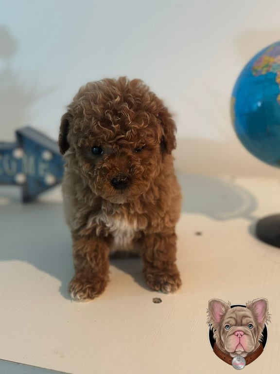 Cachorro Caniche de pie junto a globo terraqueo decorativo