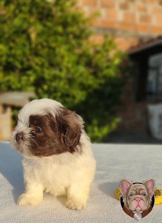 Cachorro Shih Tzu de manto café mirando hacia otro lado al aire libre