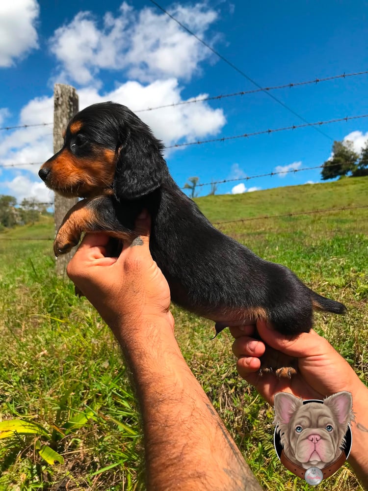 Cachorro dachshund de pelo largo negro y fuego al aire libre.