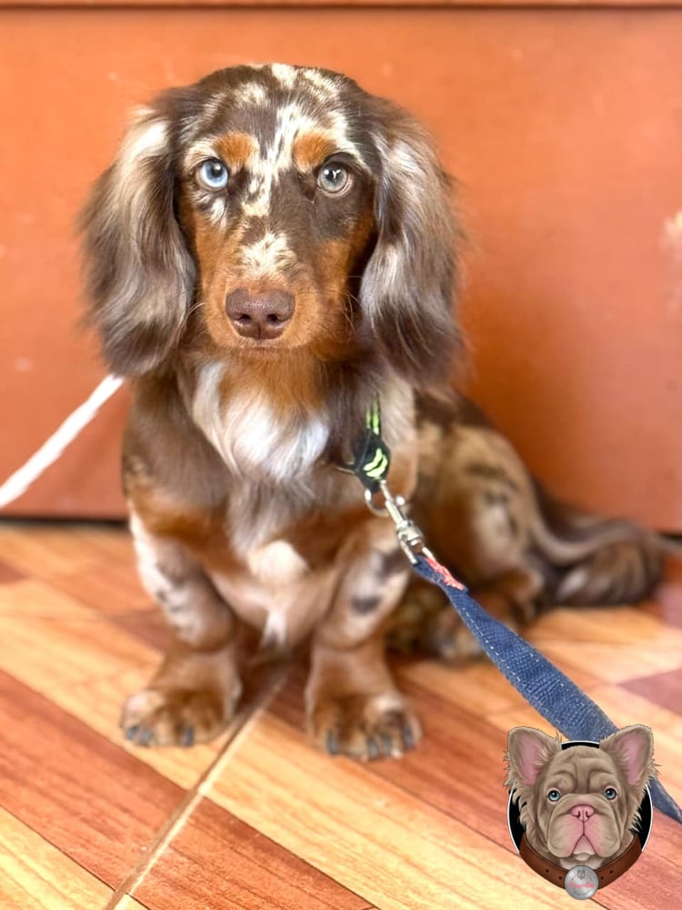Cachorro teckel de pelo largo chocolate arlequín en primer plano.