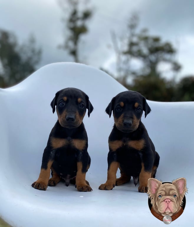 Dos cachorros Doberman negros y fuego sentados sobre un cojín blanco