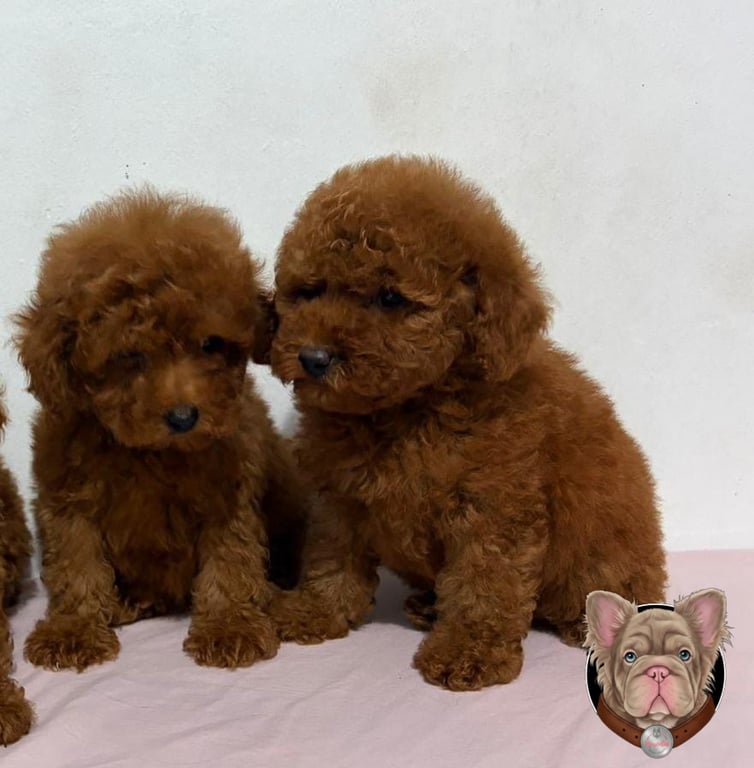 Cachorros Caniche cara a cara jugando en interior