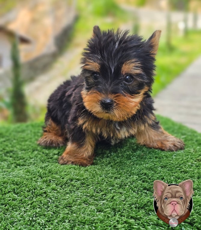 Yorkshire Terrier cachorro de pie mirando directo a camara al aire libre
