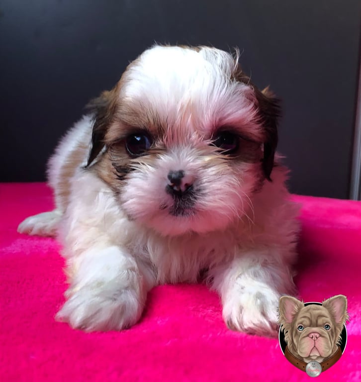 Cachorro Shih Tzu blanco y café sentado sobre una manta rosada intensa