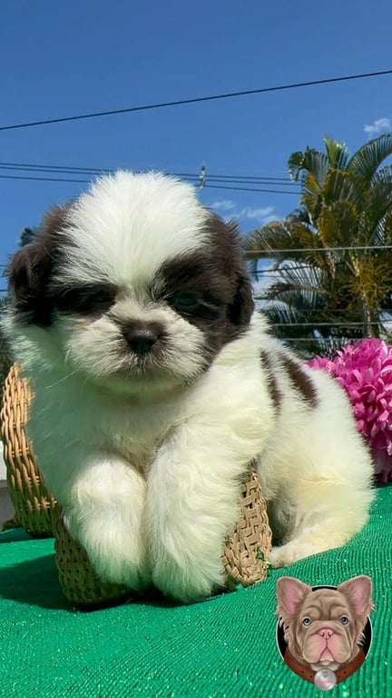 Cachorro Shih Tzu blanco y negro sentado junto a flores rosadas al aire libre