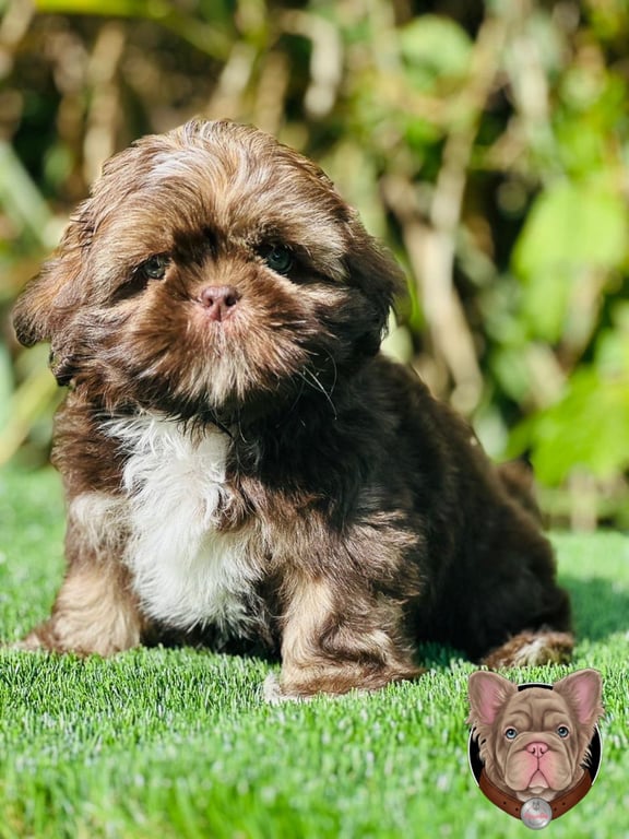 Cachorro Shih Tzu de pelo largo color chocolate sentado sobre césped