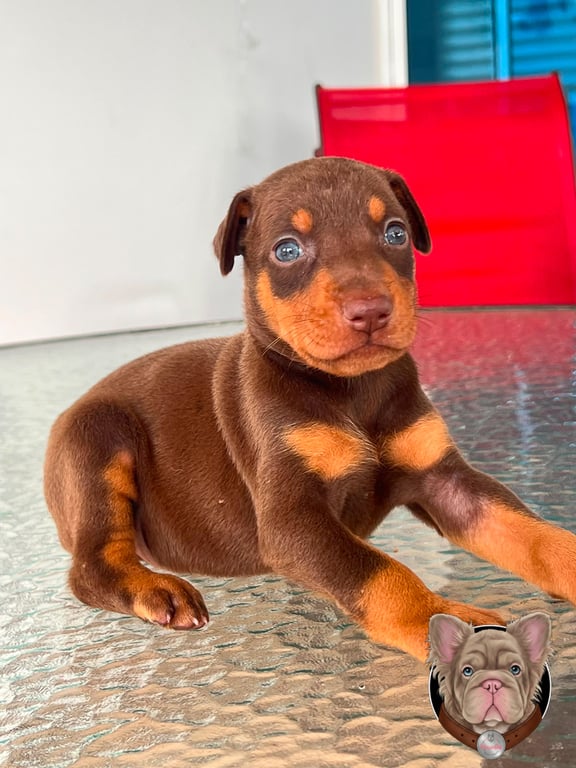 Cachorro Doberman rojizo y fuego recostado en interior