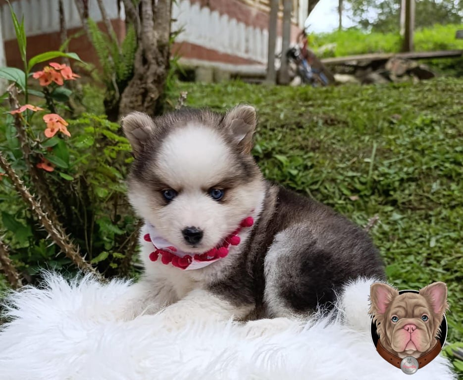 Cachorro Pomsky gris y blanco sentado sobre manta de piel sintética