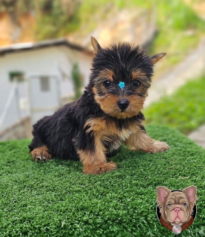Cachorro Yorkshire Terrier explorando un espacio exterior