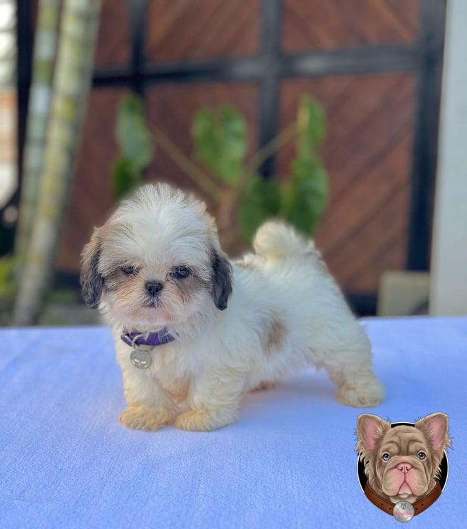 Cachorro Shih Tzu de pie sobre tela azul con fondo de muro de ladrillo