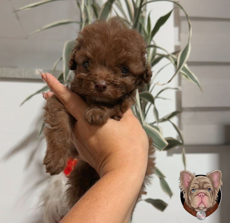 Cachorro Poodle de manto oscuro sostenido en interior